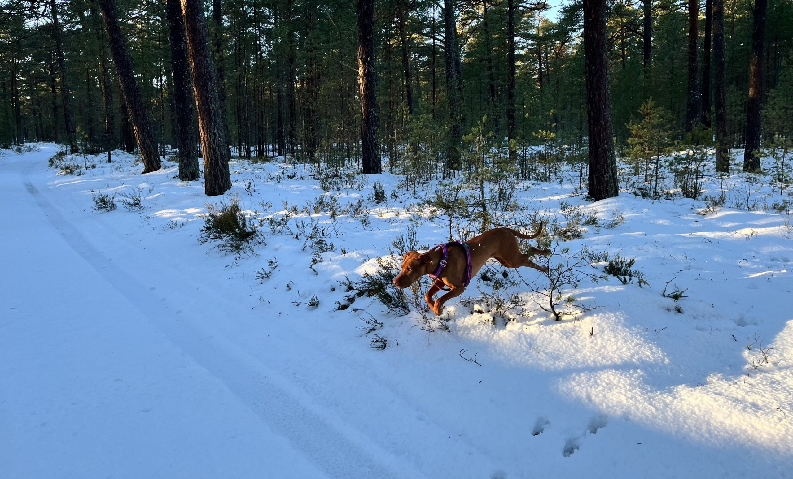 Vizsla-preili Della naudib lund